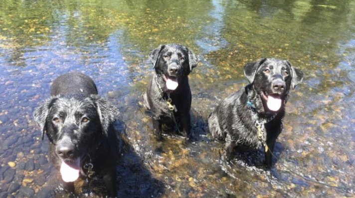 3 labrador in water